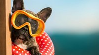 Tabby cat wearing oversized orange heart-shaped sunglasses and red polka dot bandana against ocean backdrop. Playful pet portrait for summer campaigns, greeting cards, and humorous animal content.
