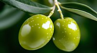 Fresh green olives growing on branch with natural sunlight reflection, close-up view showing glossy surface and natural olive texture against blurred background.