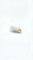 Pale translucent insect with delicate wings and thin antennae on neutral background, suitable for educational, scientific, and pest control documentation purposes.