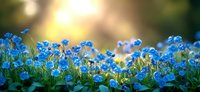 Blue forget-me-not flowers blooming in spring garden with warm sunlight and bokeh background for nature and floral design projects.