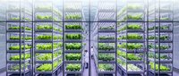 Vertical farming facility with rows of LED-lit shelves growing fresh leafy greens and vegetables indoors using hydroponic systems for sustainable agriculture.
