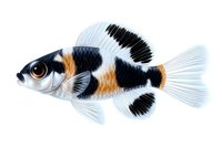 Detailed illustration of tropical aquarium fish with black, white and orange stripes pattern, transparent fins and realistic eye on white background.
