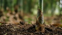 Young plant seedling emerging from rich soil with blurred garden background, suitable for agriculture, gardening, growth, and environmental concepts.