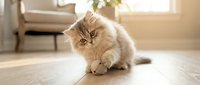Fluffy ginger and white kitten sitting on wooden floor in bright living room with sunlight streaming through windows and furniture in background.