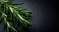 Fresh rosemary sprigs on dark slate background with copy space for culinary and cooking designs.