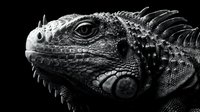 Dramatic black and white close-up portrait of iguana head showing detailed scales, spines, and eye against dark background for reptile photography projects.