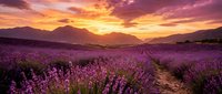 Lavender field rows stretching toward mountains under dramatic sunset sky with purple and orange clouds creating romantic agricultural landscape.