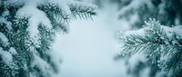 Snow-covered evergreen branches create natural winter frame with soft bokeh background for seasonal holiday designs and festive decorations.