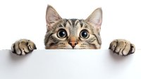 Adorable tabby kitten peeking over white surface with big eyes and paws visible, isolated on white background for design projects.