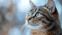 Gray tabby cat with striking blue eyes gazing upward against soft blurred background, close-up portrait showing detailed fur texture and whiskers in warm natural lighting.