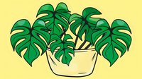 Monstera deliciosa plant with large split leaves in cream ceramic pot on yellow background, hand drawn botanical illustration style for home decor and stationery design.