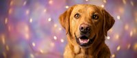 Happy golden retriever dog portrait with festive bokeh lights background for holiday celebrations and pet photography.