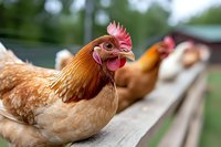 Brown and white chicken with red comb resting on wooden fence at farm, close-up portrait view showing detailed feathers and expressive face in natural outdoor setting.