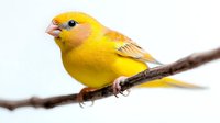 Vibrant yellow saffron finch perched on bare branch against soft white background, displaying distinctive orange-tinted face and beak markings in detailed side profile.