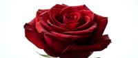 Red rose with water droplets isolated on white background, perfect for floral designs, greeting cards, and romantic projects.