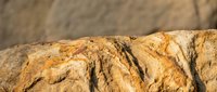 Weathered sandstone rock formation with natural erosion patterns and warm golden textures against blurred background for geology and nature projects.