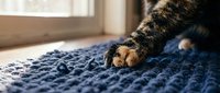 Tabby cat paw with orange pads resting on blue knitted blanket near window, domestic pet relaxation and comfort scene.