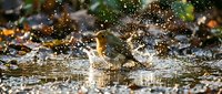 Small bird splashing energetically in shallow water with dramatic droplets and reflections creating dynamic wildlife bathing scene for nature photography projects.