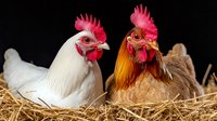 White and brown roosters with bright red combs sitting together in golden straw nest against black background, close up portrait of domestic poultry farm birds.
