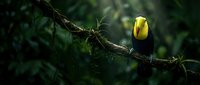 Vibrant yellow and black toucan perched on moss-covered branch in lush tropical rainforest. Exotic bird wildlife photography for nature and conservation themes.