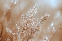 Delicate white wildflowers against soft brown background with dreamy bokeh effect creates serene natural macro composition for wellness and spa designs.