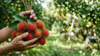 Farmer holding fresh rambutan fruits with spiky red skin in hands during harvest season in tropical orchard garden setting.