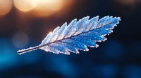 Frozen leaf covered in morning frost crystals against blurred blue background with bokeh lights creates magical winter nature macro photography.