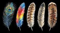 Feather collection featuring peacock, parrot, and natural bird plumage isolated on transparent background. Ready for clipart, t-shirt design, stickers, sublimation, and print-on-demand projects.