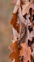 Brown grasshopper camouflaged among dried autumn oak leaves with detailed textures and warm golden tones creating natural seasonal wildlife scene.