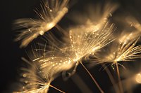 Delicate dandelion seeds with water drops catching golden light, creating magical bokeh effect against dark background. Macro nature photography showing morning dew.