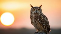 Majestic eagle owl perched against golden sunset sky. Powerful raptor bird with piercing yellow eyes and detailed feather patterns in warm evening light.