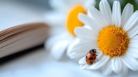 Red ladybug crawling on white daisy petal near open book, macro photography with soft focus background creating dreamy spring atmosphere.