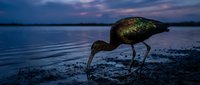 Glossy ibis wading bird foraging at water edge during twilight hour with dramatic purple sky reflection on calm lake surface creating serene wetland scene.