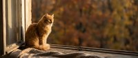 Fluffy ginger cat sitting on a windowsill bathed in warm autumn sunlight, with colorful fall foliage visible through the window.