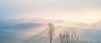 Misty morning landscape with silhouetted tree and grass against soft pastel sky. Dreamy atmospheric scene with fog rolling over hills at dawn.