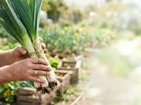 Farmer holding fresh leek with soil-covered roots in vegetable garden, harvesting organic produce for cooking and healthy eating.
