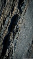 Detailed close-up of weathered tree bark texture showing natural patterns, cracks and rough surface for organic backgrounds and nature designs.