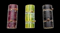 Bamboo shoots in three color variations isolated on transparent background, ready for clipart, t-shirt design, stickers, print-on-demand products, and sublimation projects.