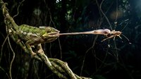 Green chameleon catching prey with extended tongue on moss-covered branch in dark forest environment. Wildlife hunting behavior in natural habitat.