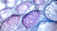 Microscopic view of cell structure in purple and blue tones showing biological tissue membrane patterns and cellular networks under magnification for medical research.