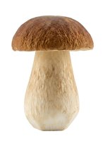 Edible mushroom with brown cap and pale stem isolated on white background, suitable for food, cooking, nutrition, and culinary design projects.