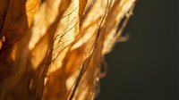 Dried plant stems and seed pods with warm golden sunlight creating translucent amber tones and delicate shadows, suitable for nature and botanical backgrounds.