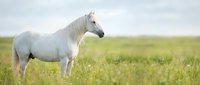 White horse standing in green meadow field under cloudy sky. Majestic equine animal grazing in natural pasture landscape for equestrian and farming concepts.