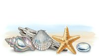 Seashells and starfish collection on white background isolated for summer beach design projects and coastal themed decorations.