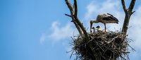 White stork family in large nest on bare tree branches against blue sky with clouds, showcasing natural wildlife behavior and nesting habits.