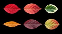 Six colorful autumn leaves in red, orange, green, and burgundy tones, isolated on transparent background. Great for seasonal clipart, stickers, t-shirt design, and print on demand.