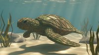 Sea turtle swimming gracefully through underwater ocean scene with sandy bottom and seaweed plants in tropical marine environment for wildlife conservation.