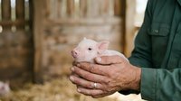 Farmer holding newborn piglet in hands at farm, agricultural livestock care and animal husbandry concept.