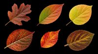 Autumn leaves in various stages of seasonal color change, isolated on transparent background. Ready for clipart, t-shirt design, stickers, print-on-demand products, and sublimation projects.