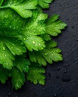 Fresh green parsley leaves with water droplets on dark slate stone background for culinary and cooking projects.